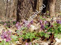 Corydalis solida (L.) Clairv. (Fumaria bulbosa Mill., Fumaria halleri Willd., Corydalis digitata (Schrank) Pers.)