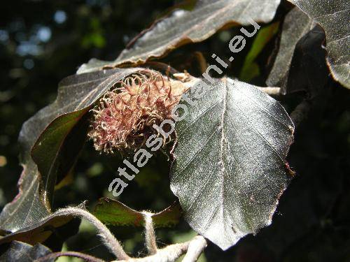 Fagus sylvatica 'Atropunicea' f. purpurea (Fagus silvatica, Fagus moesiaca)