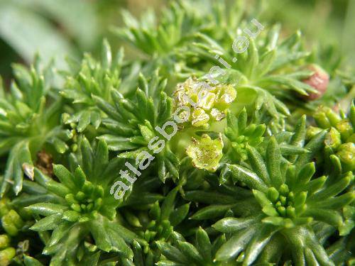 Azorella trifurcata (Gaertn.) Pers. (Azorella glebaria A. Gray)