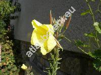 Oenothera glazioviana M. Micheli (Oenothera erythrosepala Borb., Oenothera lamarckiana)