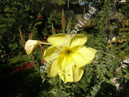 Oenothera glazioviana M. Micheli (Oenothera erythrosepala Borb., Oenothera lamarckiana)