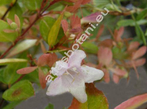 Abelia grandiflora (Abelia x grandiflora (Rowelli ex Andr) Rehd.)