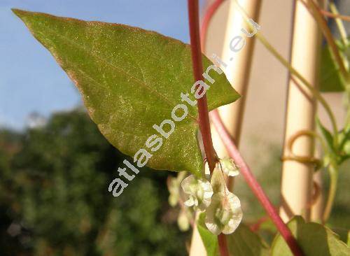 Fallopia dumetorum (L.) Holub (Bilderdykia dumetorum (L.) Holub, Polygonum dumetorum L., Fagopyrum dumetorum (L.) Schrieb.)