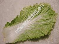 Brassica pekinensis (Lour.) Rupr.