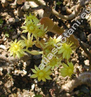 Aichryson laxum (Haw.) Bramw. (Aeonium laxum (Haw.) Webb, Sedum, Sempervivum)