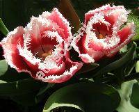 Tulipa gesneriana 'Pink Triumph' (Tulipa gesnerana)