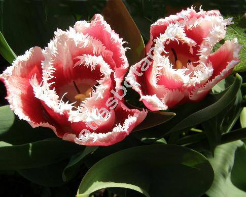 Tulipa gesneriana 'Pink Triumph' (Tulipa gesnerana)