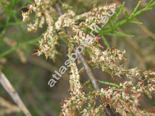 Tamarix parviflora DC. (Tamarix cretica Bunge)