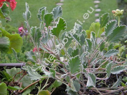 Pelargonium 'Splendid'