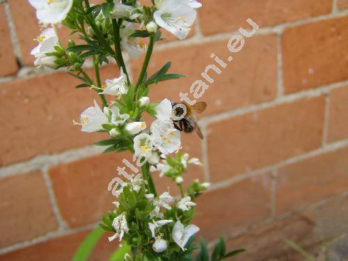 Polemonium caeruleum L. 'Albiflorum'