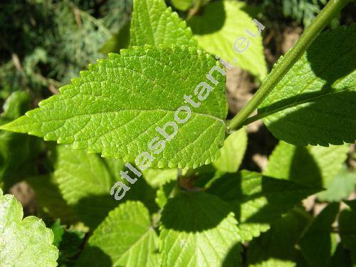 Nepeta cataria var. citroidora Dumoulin ex Lej. (Nepeta vulgaris Moench, Glechoma cataria (L.) O. Kuntze)