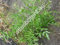 Cardamine flexuosa With. (Cardamine sylvatica Link, Cardamine hirsuta L. subsp. flexuosa (With.) J. D. Hooker)