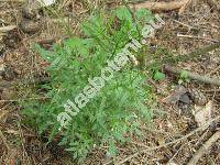 Cardamine flexuosa With. (Cardamine sylvatica Link, Cardamine hirsuta L. subsp. flexuosa (With.) J. D. Hooker)
