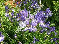 Iris sibirica L. 'Blue Celeste' (Limnirion sibiricum (L.) Opiz)