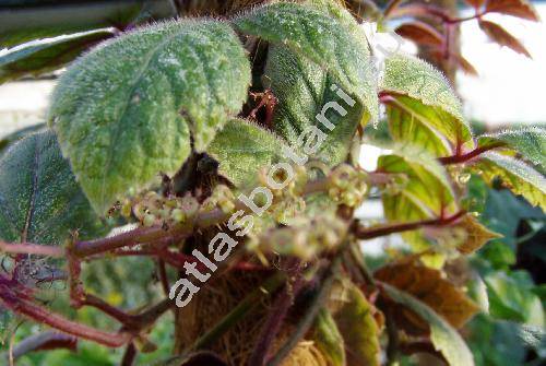 Cissus njegerre Gilg. (Parthenocissus henryana)