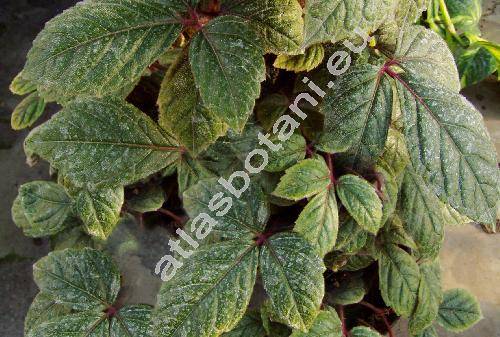 Cissus njegerre Gilg. (Parthenocissus henryana)