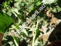 Solanum decipiens Opiz (Solanum nigrum subsp. villosum, Solanum nigrum subsp. schultesii (Opiz) Wessely)