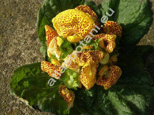 Calceolaria x herbeohybrida 'Goldtigerchen' (Calceolaria x hybrida)