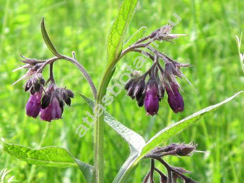 Symphytum x uplandicum Nyman (Symphytum asperum x Symphytum officinale)