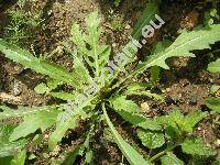 Diplotaxis tenuifolia 'Wild Rocket' (Sisymbrium tenuifolium L., Eruca tenuifolia (L.) Moench, Sinapis tenuifolia (L.) R. Br., Brassica tenuifolia (L.) Fries)