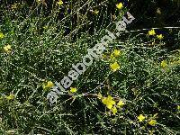 Diplotaxis tenuifolia 'Wild Rocket' (Sisymbrium tenuifolium L., Eruca tenuifolia (L.) Moench, Sinapis tenuifolia (L.) R. Br., Brassica tenuifolia (L.) Fries)