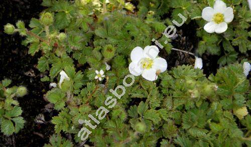 Potentilla sterilis (L.) Garcke (Potentilla fragariastrum Ehrh. ex Pers., Fragaria sterilis L.)
