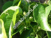 Pyrus 'Nashi' (Pyrus pyrifolia)