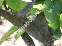 Pyrus 'Nashi' (Pyrus pyrifolia)