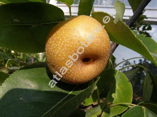 Pyrus 'Nashi' (Pyrus pyrifolia)