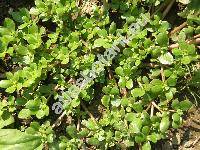 Portulaca oleracea L. subsp. sativa