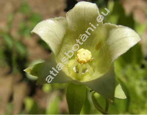 Codonopsis pilosula (Dangen, Dang en)