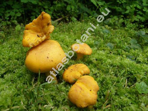 Cantharellus cibarius (Cantharellus cibarius Fr.)