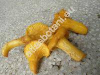 Cantharellus cibarius (Cantharellus cibarius Fr.)