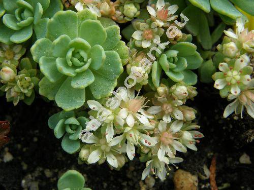 Sedum pachyclados (Sedum pachycladus)