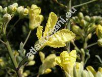 Brassica oleracea var. gongylodes 'Gigant'