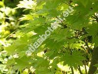 Acer shirasawanum 'Aureum' (Acer japonicum)