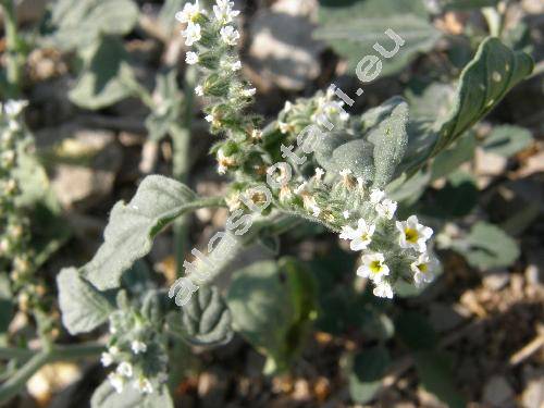 Heliotropium erosum Lehm. (Heliotropium ramosissimum (Lehm.) DC.)