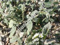 Heliotropium erosum Lehm. (Heliotropium ramosissimum (Lehm.) DC.)