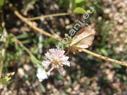 Trifolium sp.