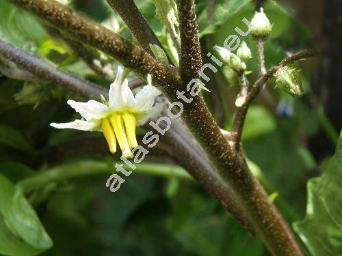 Solanum aethiopicum (Solanum aethiopicum L.)
