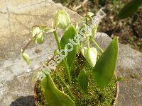 Urticularia alpina Jacq.