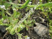 Myosotis stricta R. et Sch. (Myosotis micrantha, Myosotis arenaria Schr.)