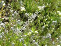 Myosotis stricta R. et Sch. (Myosotis micrantha, Myosotis arenaria Schr.)