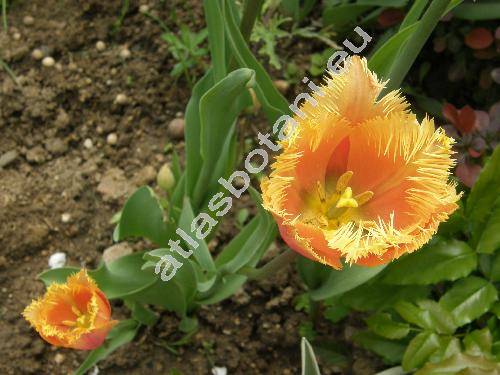 Tulipa 'Lambada'