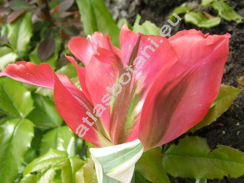 Tulipa 'Hollywood'
