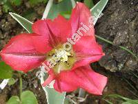 Tulipa 'Hollywood'