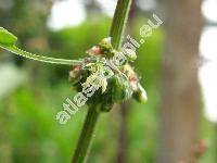 Rumex sanguineus L.