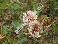 Trifolium repens L. f. roseum Peter. (Amoria repens (L.) C. Presl)