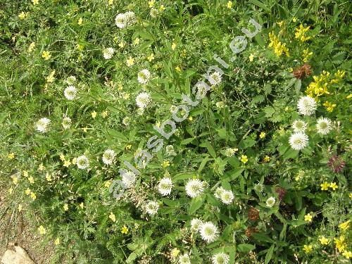 Trifolium montanum L. (Amoria montana)