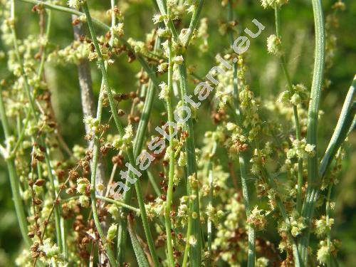 Rumex acetosella subsp. tenuifolia (Wallr.) Kub. (Acetosella multifida (L.) . Lve, Rumex acetosella)
